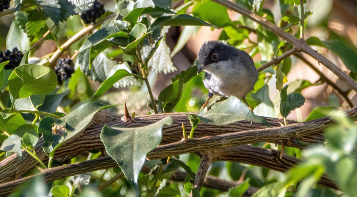 Sardinian Warbler - ML646875321