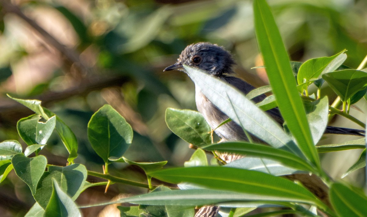 Sardinian Warbler - ML646875322