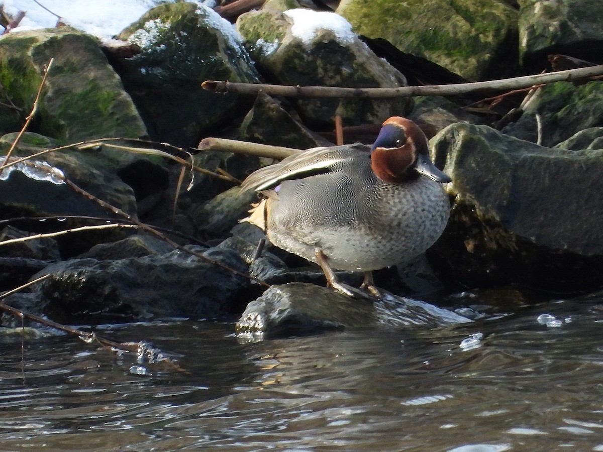 שרשיר מצוי - ML646875323