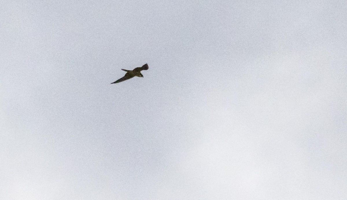 Halcón de Eleonora - ML646875325