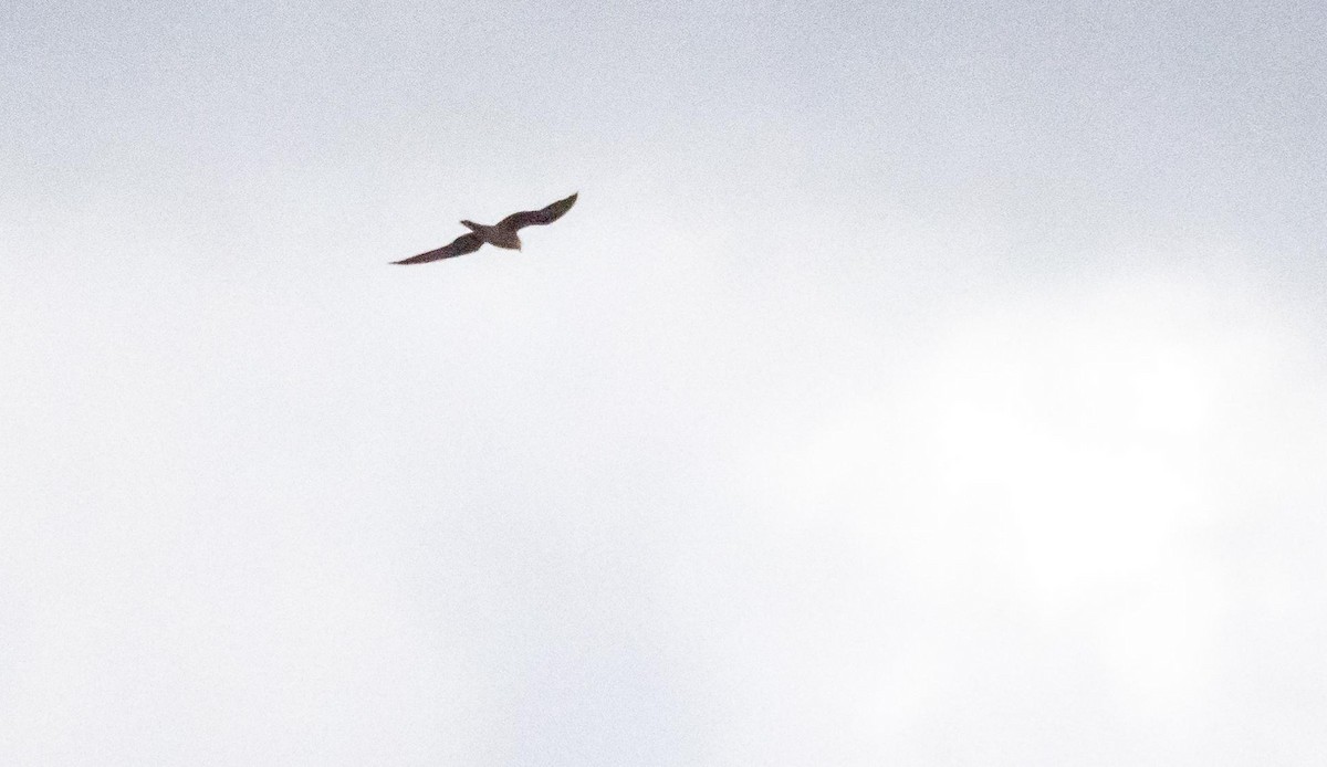 Halcón de Eleonora - ML646875326