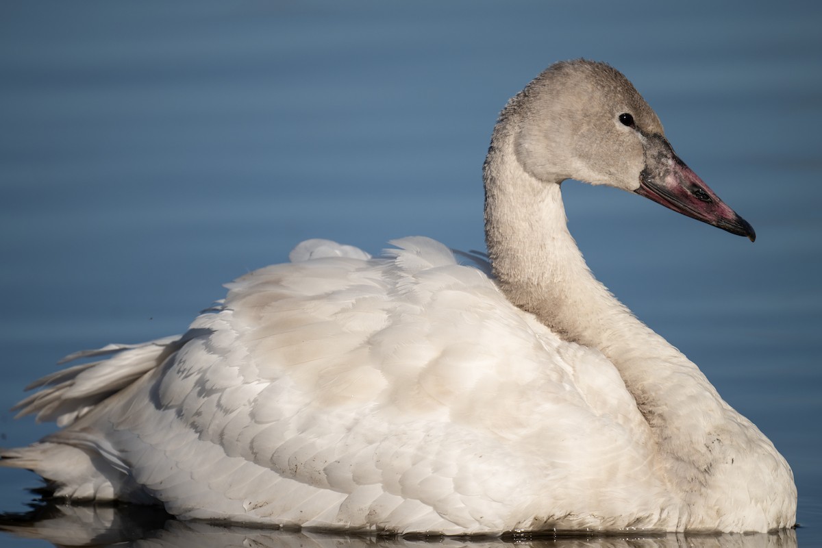 Cisne Chico - ML646875327