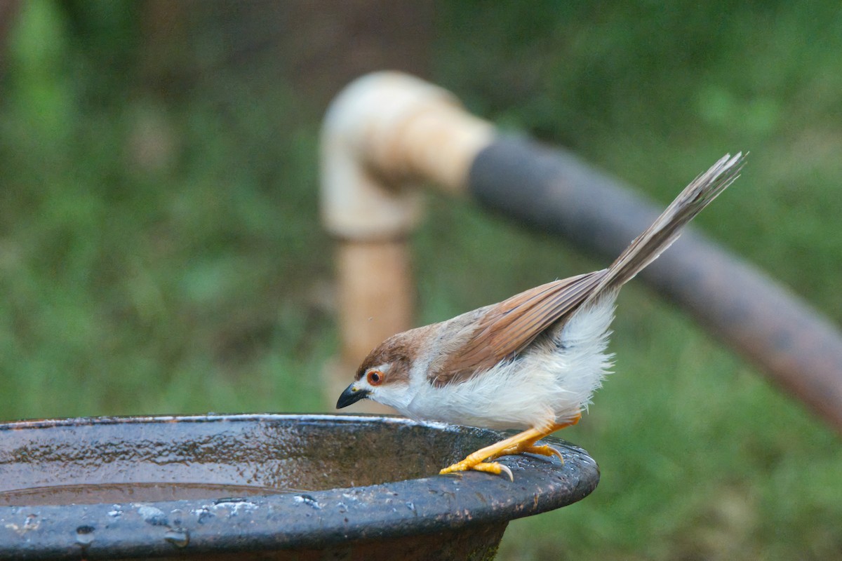 Yellow-eyed Babbler - ML646875332