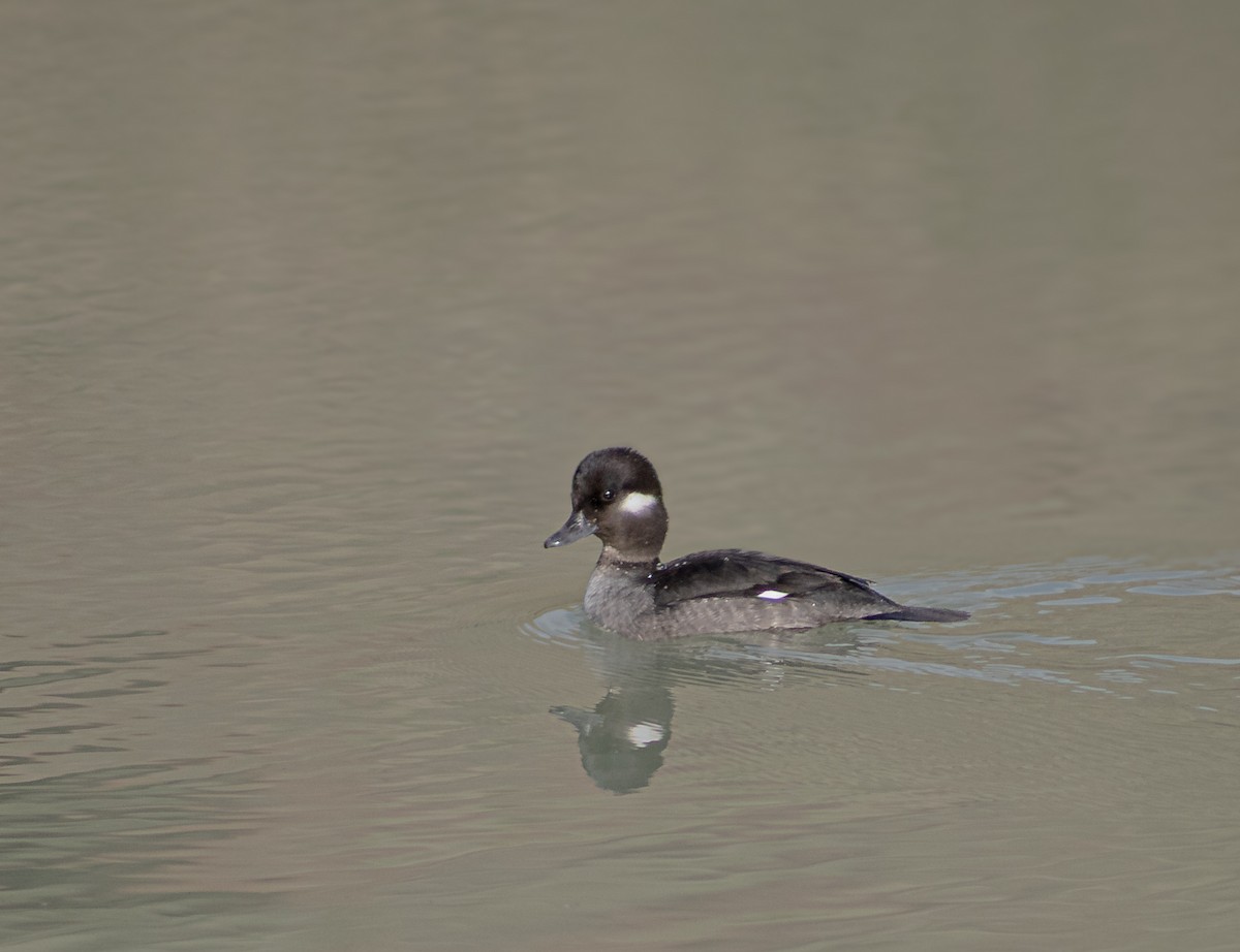 Bufflehead - ML646875334