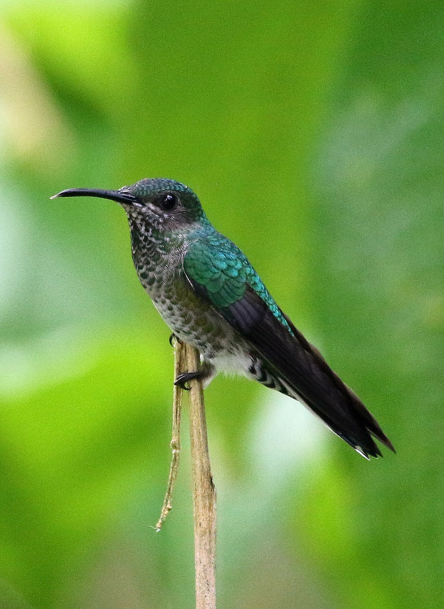 White-necked Jacobin - ML646875338
