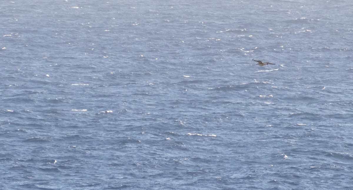 Kaio hankahoria - ML646875339