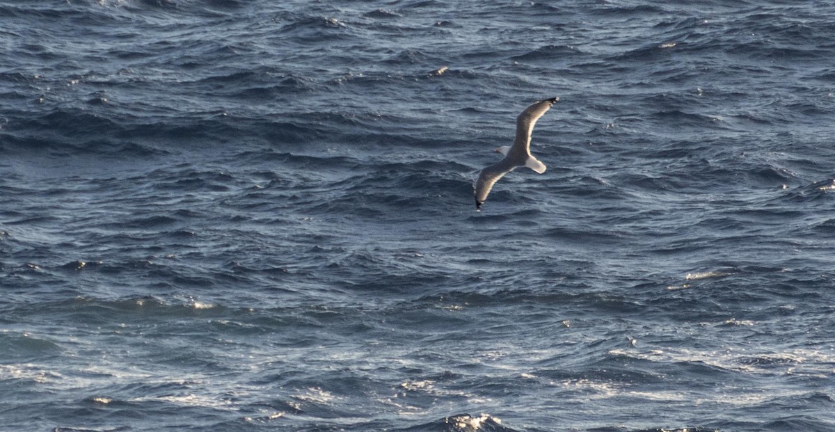 Kaio hankahoria - ML646875340