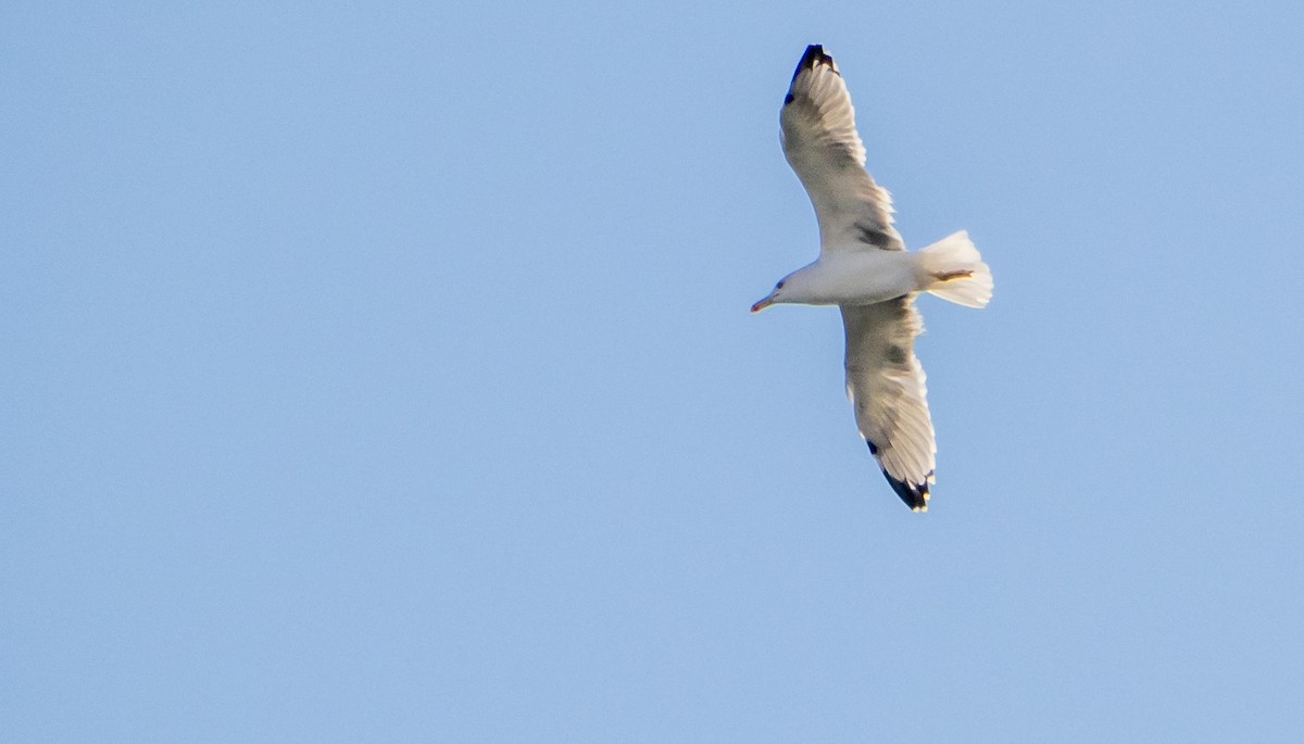 Kaio hankahoria - ML646875341