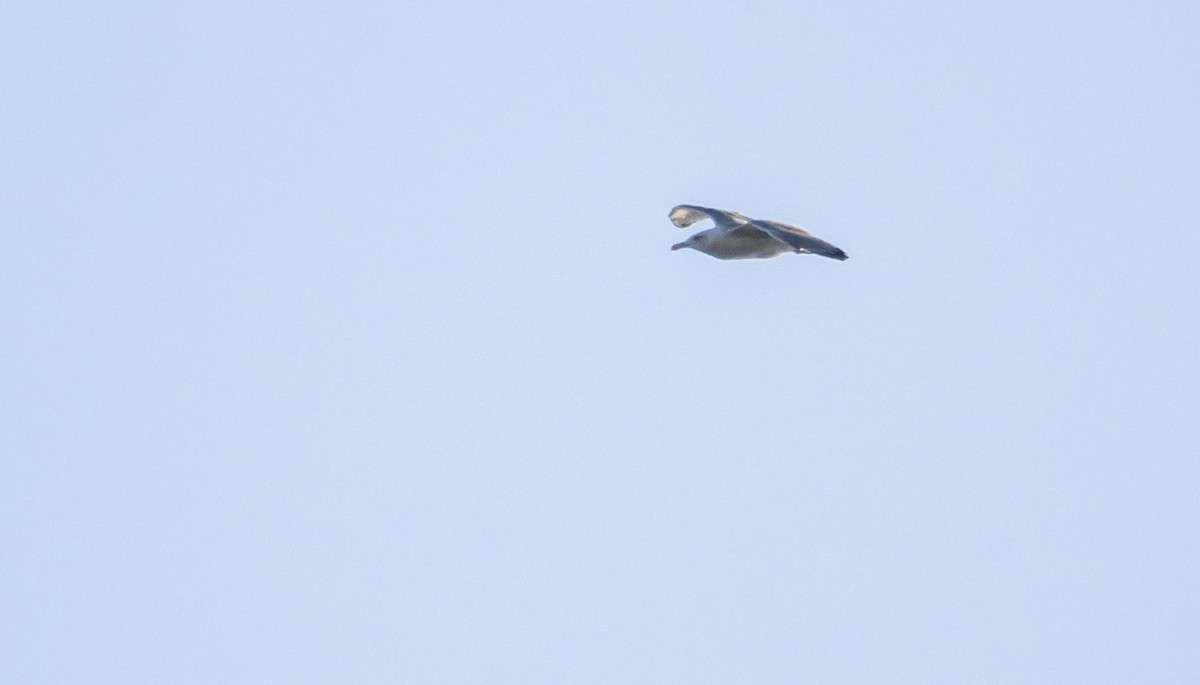 Kaio hankahoria - ML646875342