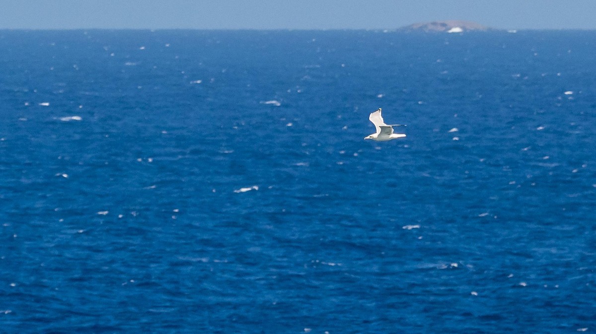 Kaio hankahoria - ML646875343