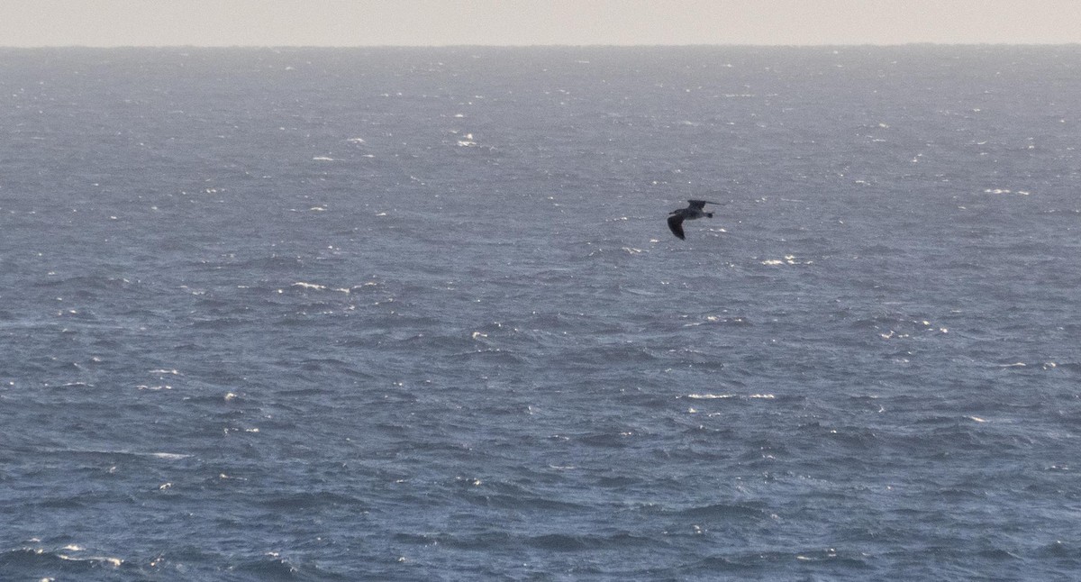 Kaio hankahoria - ML646875344