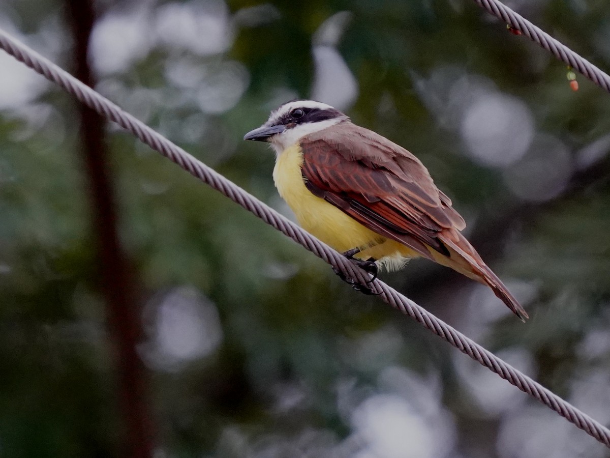 Great Kiskadee - ML646875345