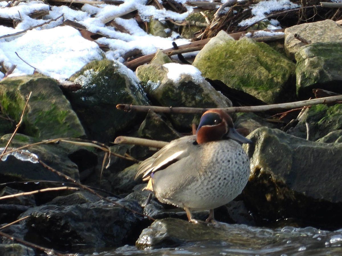 שרשיר מצוי - ML646875347