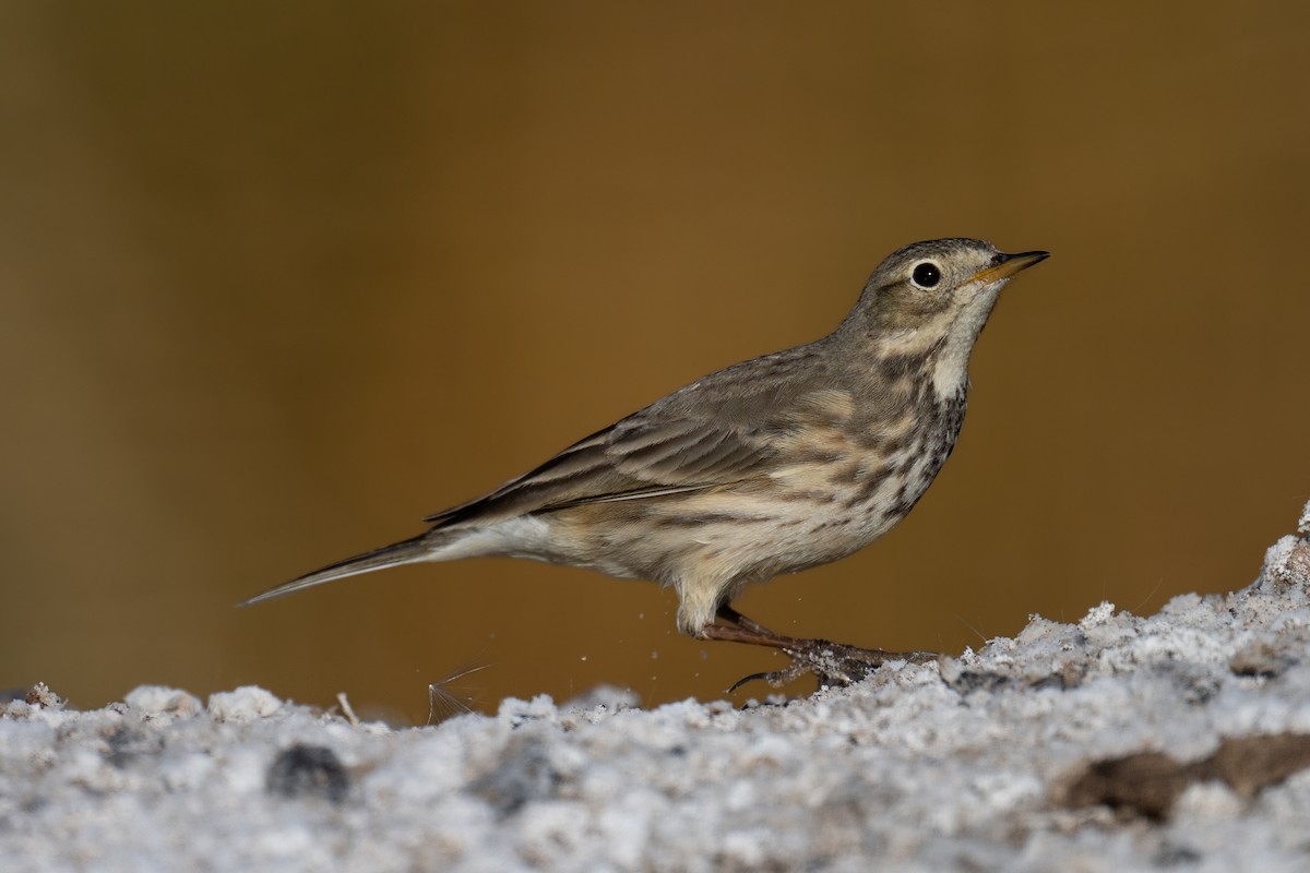 American Pipit - ML646875353
