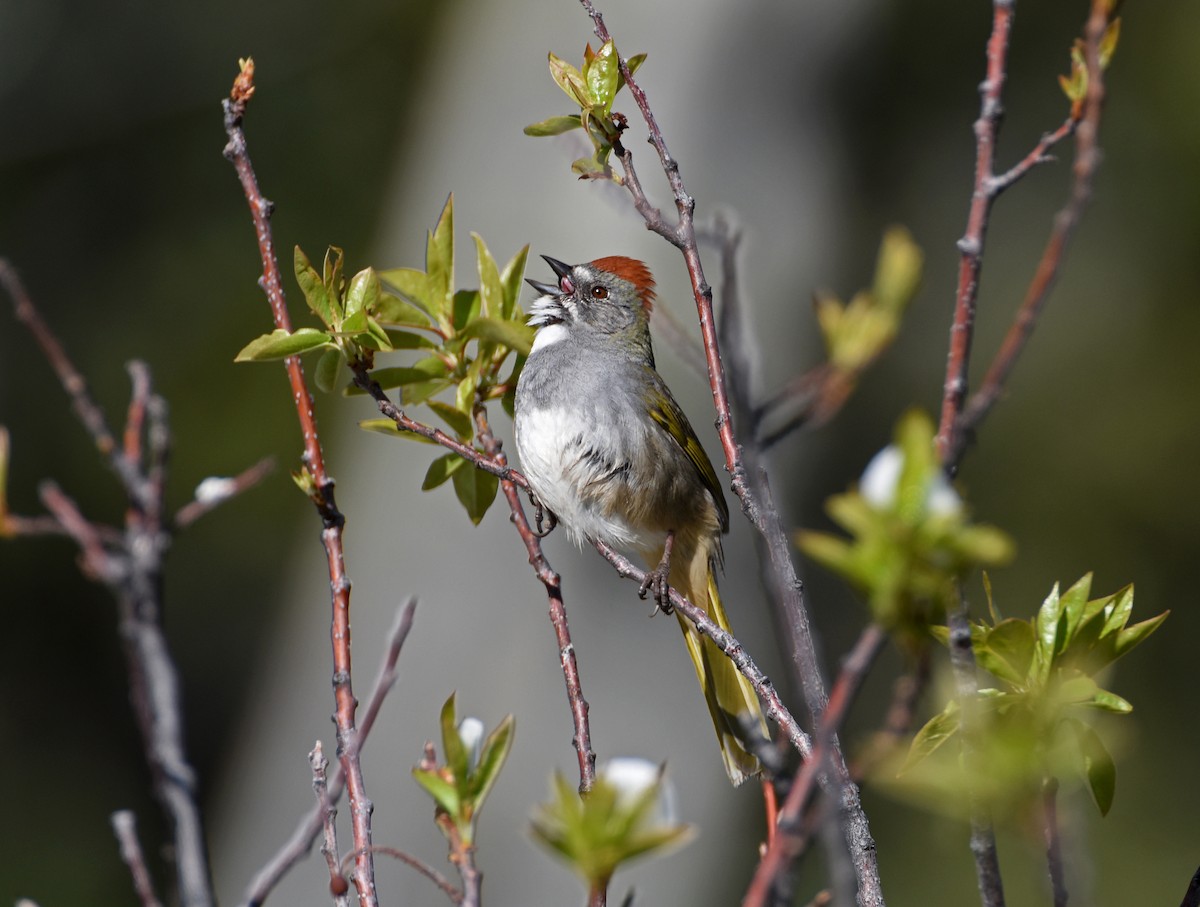 Green-tailed Towhee - ML646875354