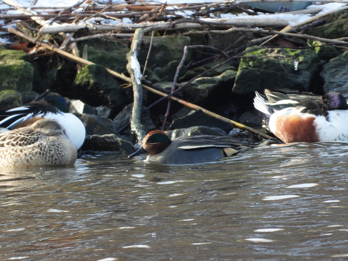 שרשיר מצוי - ML646875355