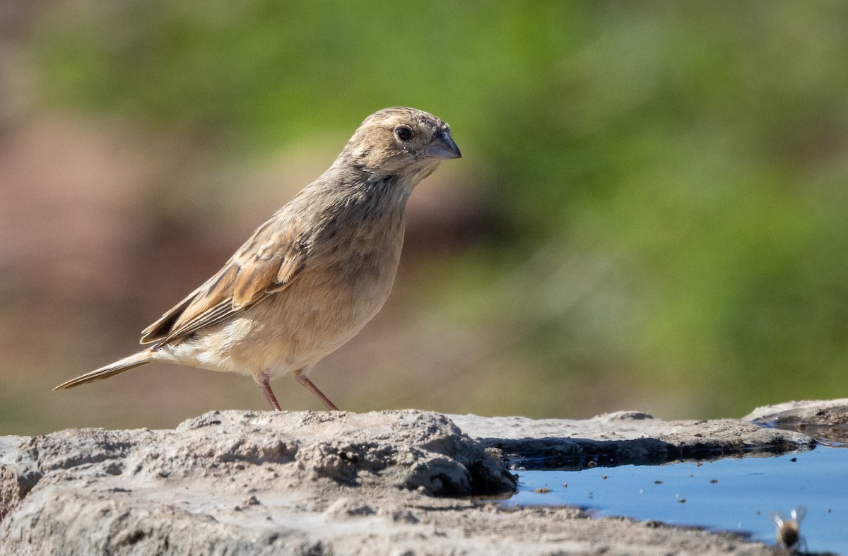 Haitz-berdantza - ML646875357