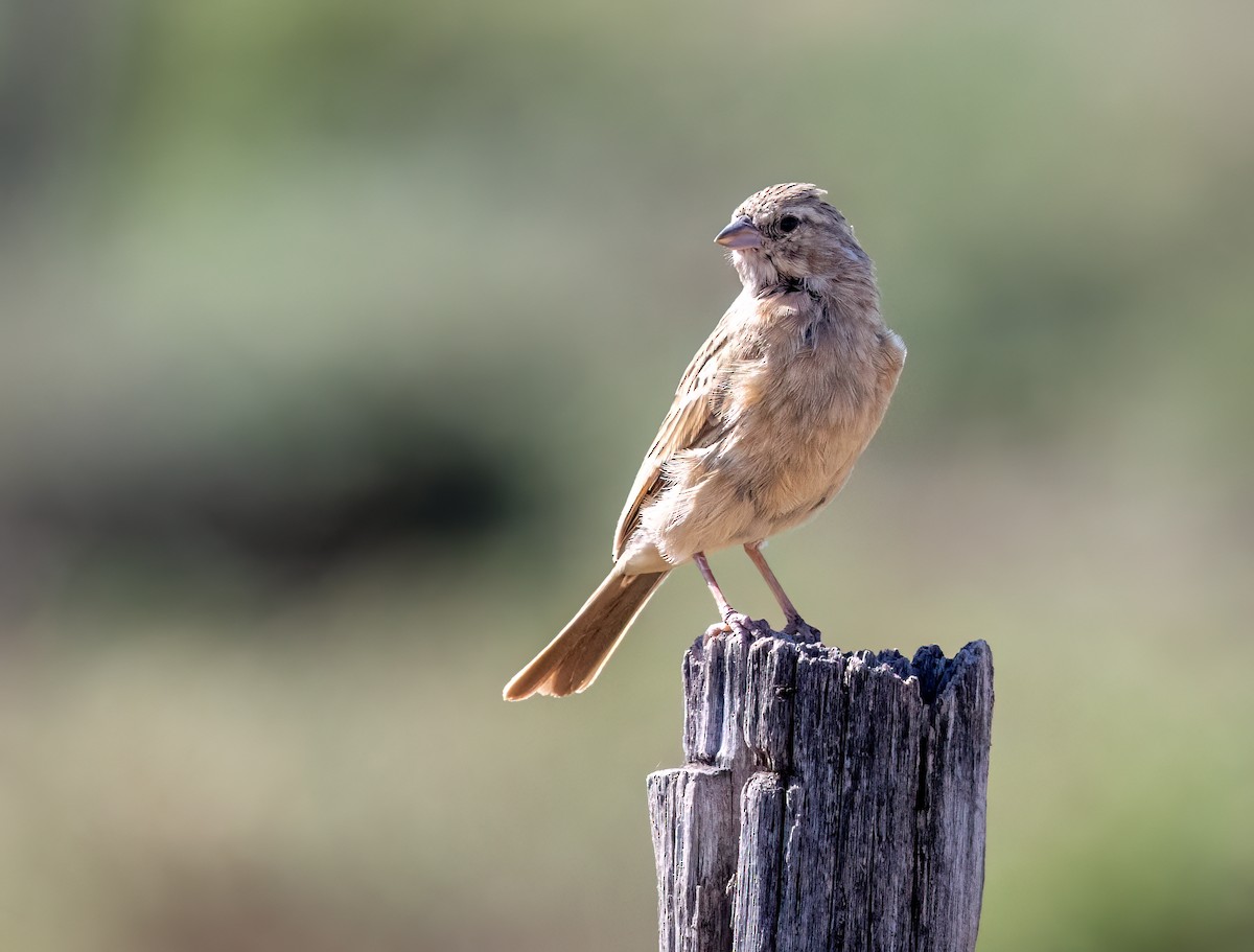 Haitz-berdantza - ML646875358