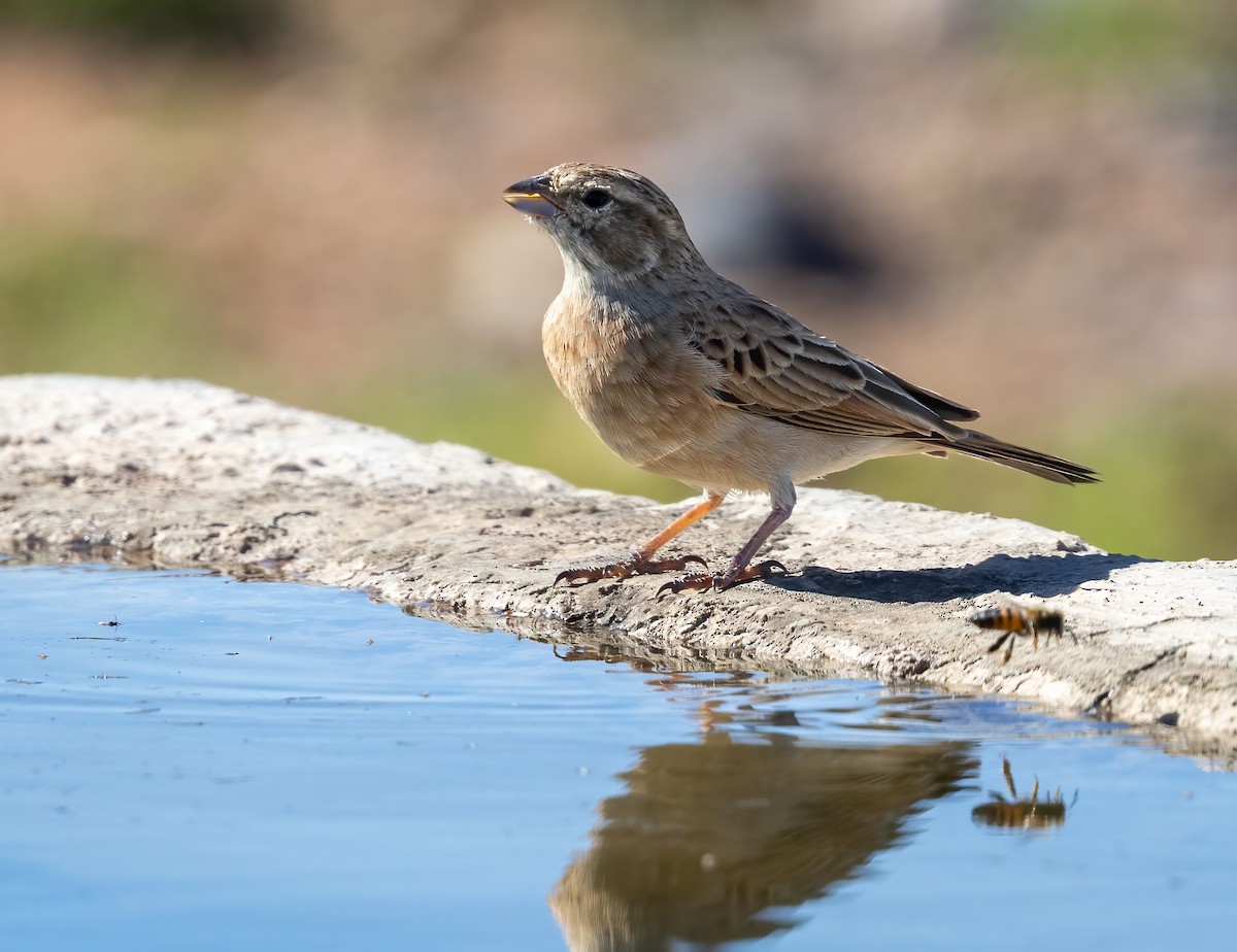 Haitz-berdantza - ML646875359