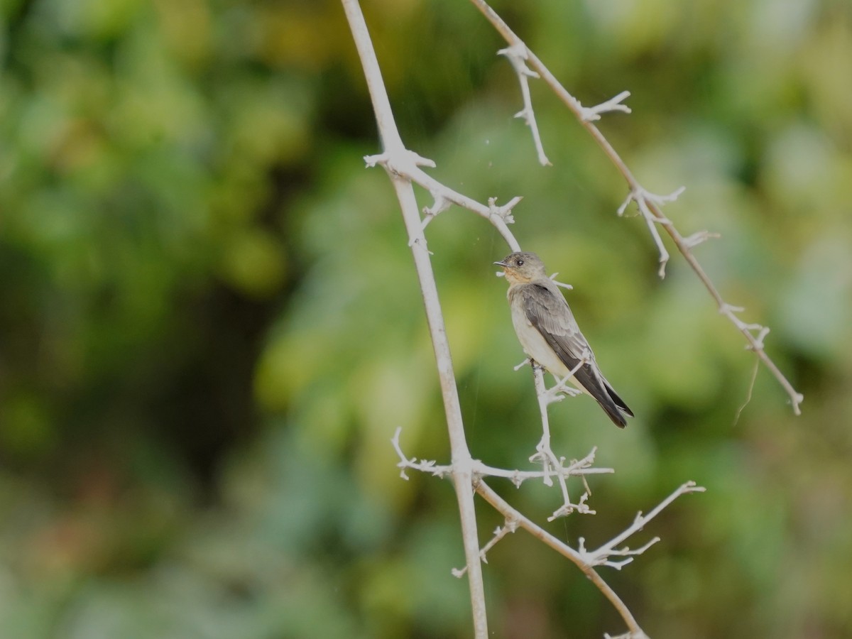 Zimtkehlschwalbe - ML646875360