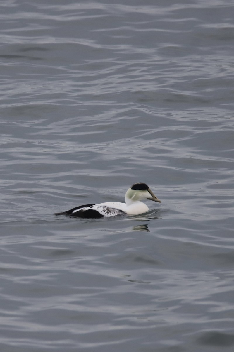 ærfugl - ML646875363