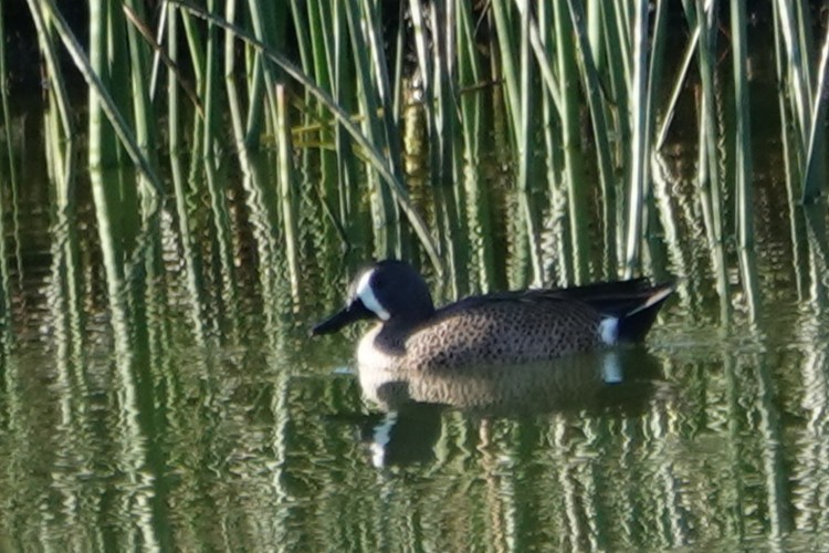 Blue-winged Teal - ML646875366