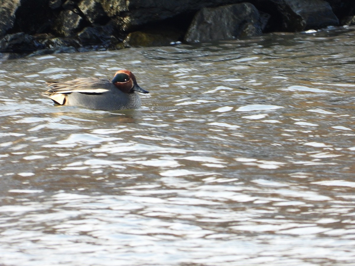 שרשיר מצוי - ML646875368