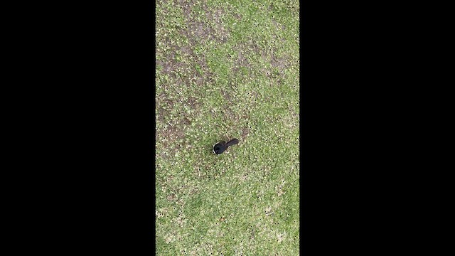 Willie-wagtail - ML646875369