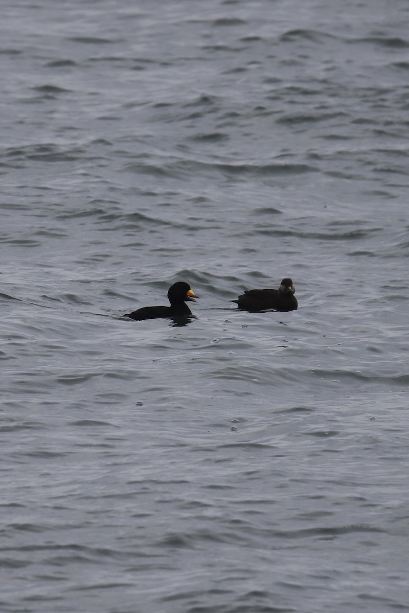 Black Scoter - ML646875370