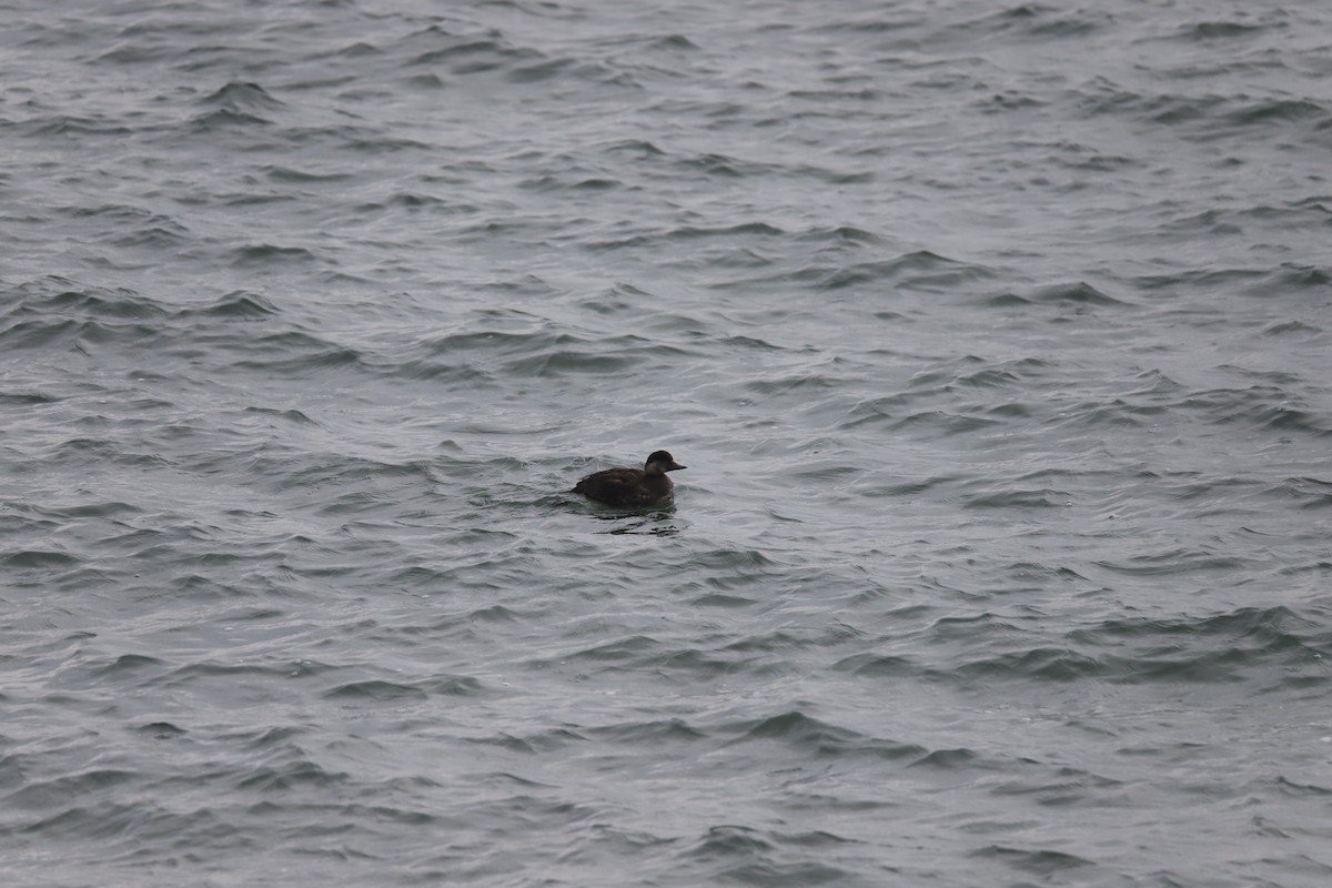 Black Scoter - ML646875371