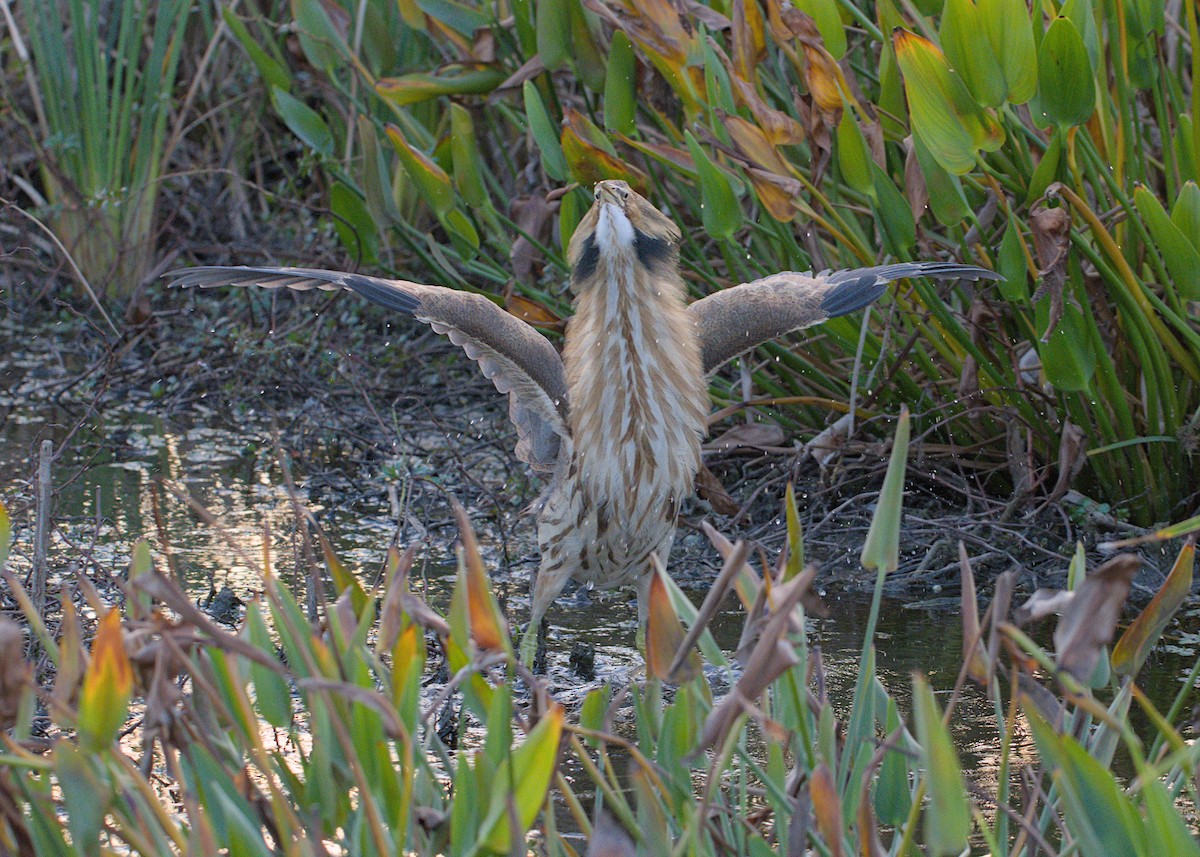Американская выпь - ML646875372
