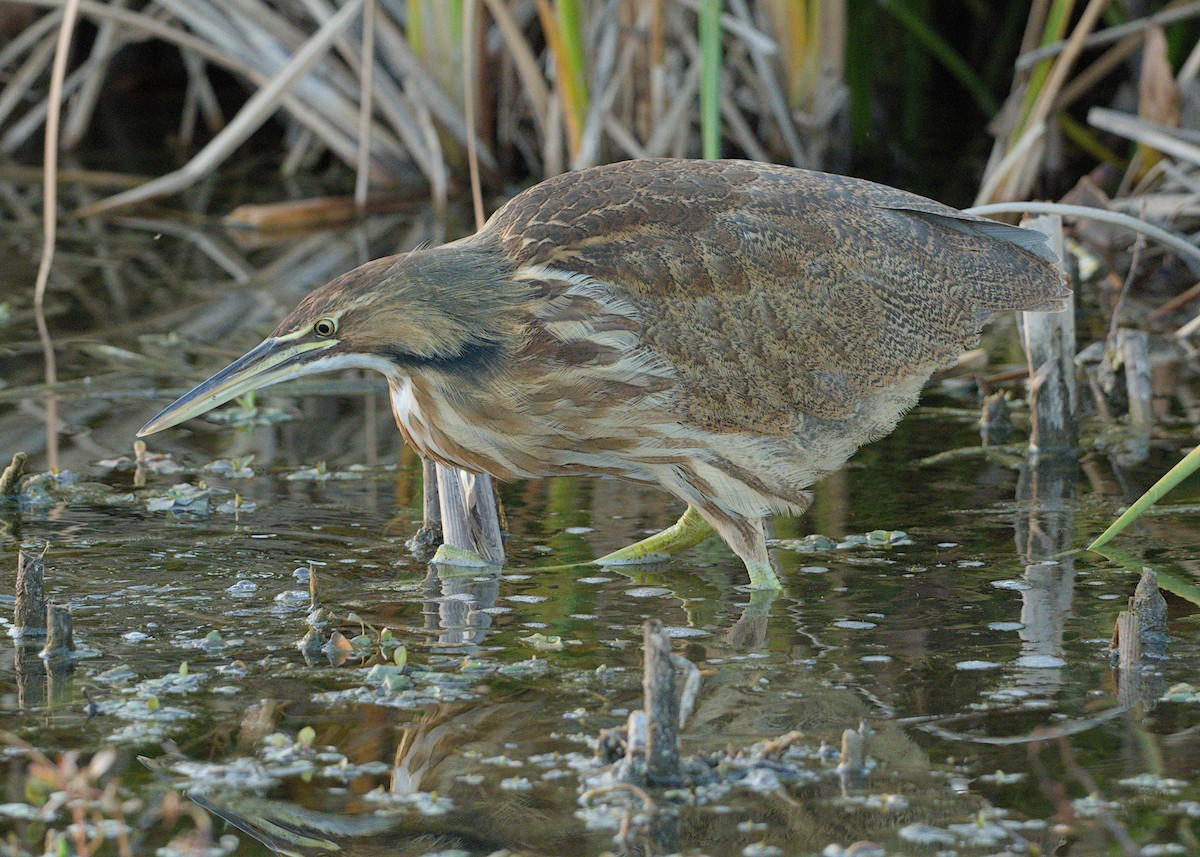 Американская выпь - ML646875373