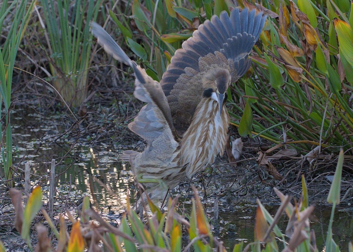 Американская выпь - ML646875374