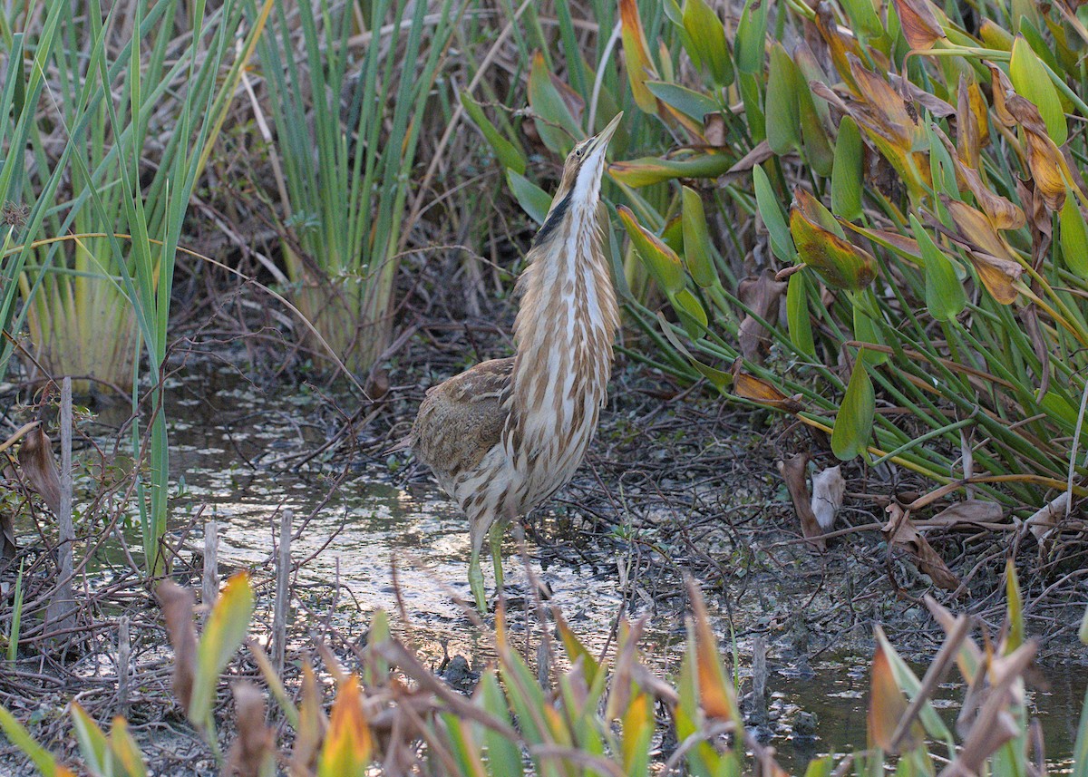 Американская выпь - ML646875375