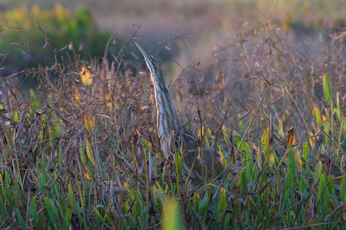 Американская выпь - ML646875376