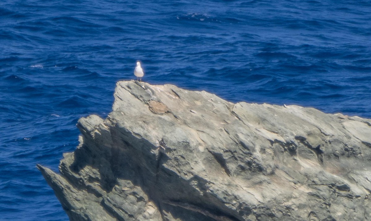 Kaio hankahoria - ML646875377