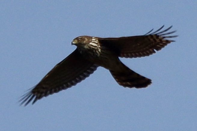 jestřáb americký - ML646875379