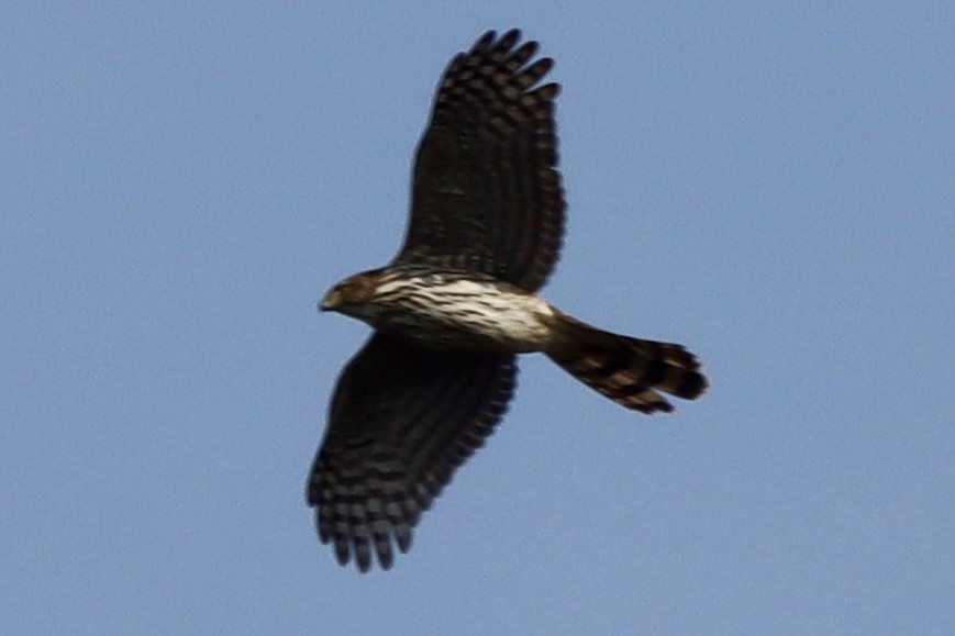 jestřáb americký - ML646875380