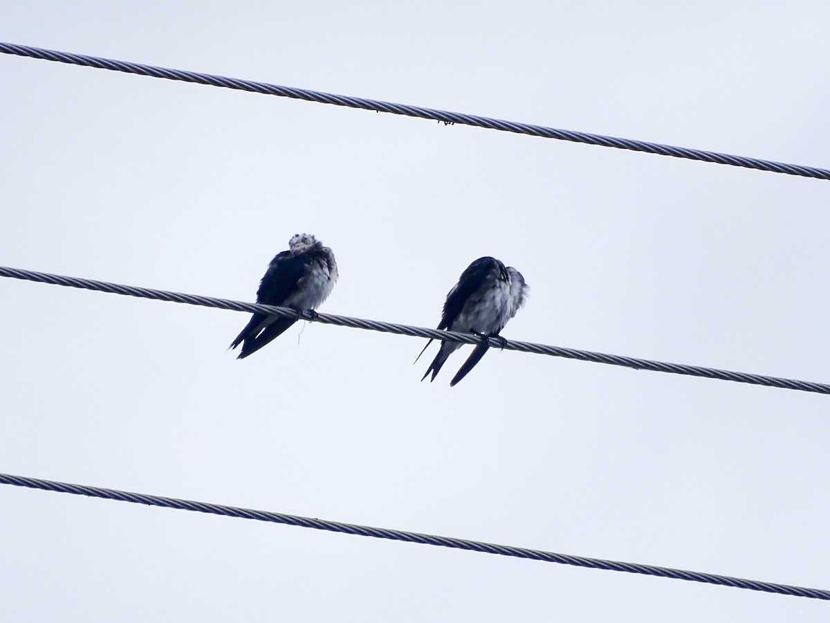 Gri Göğüslü Kırlangıç - ML646875385