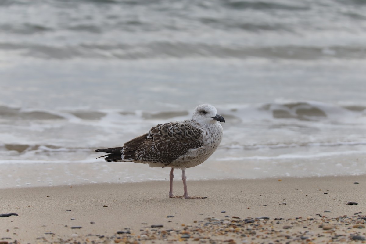 Great Black-backed Gull - ML646875386