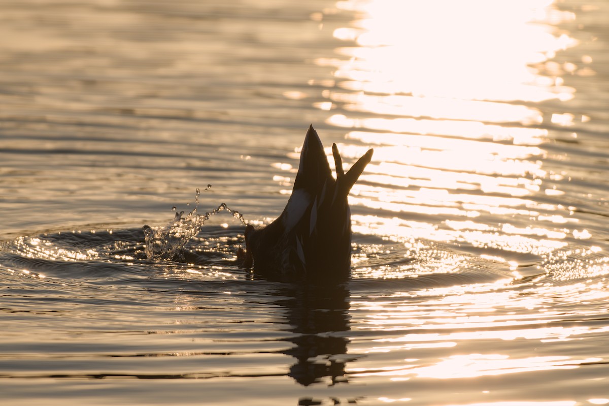 Халбага нугас - ML646875387