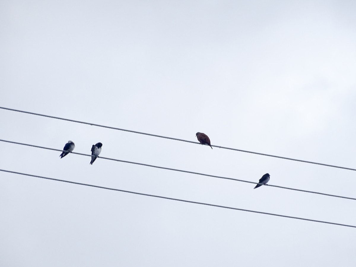 Gri Göğüslü Kırlangıç - ML646875388