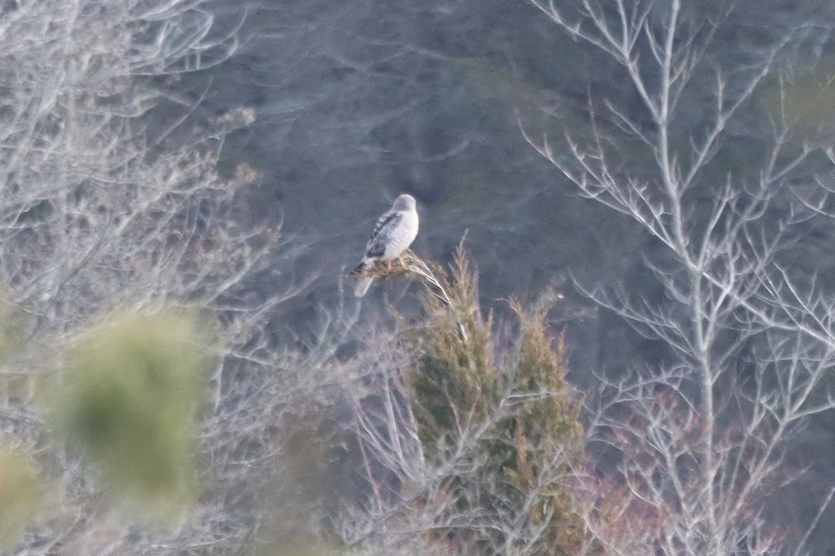 Northern Harrier - ML646875390