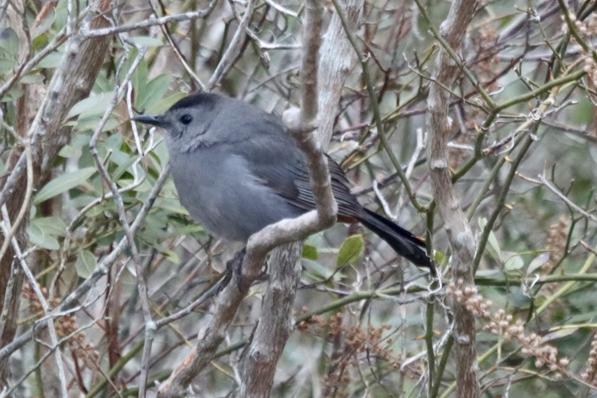 Gray Catbird - ML646875393