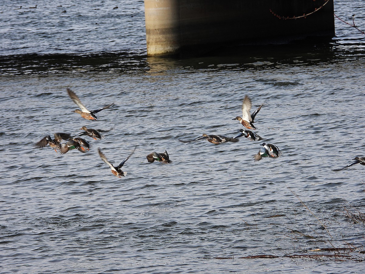 מרית צפונית - ML646875394