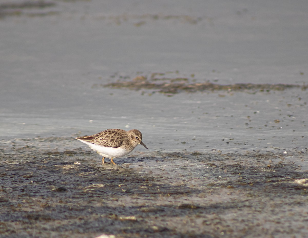Least Sandpiper - ML646875395