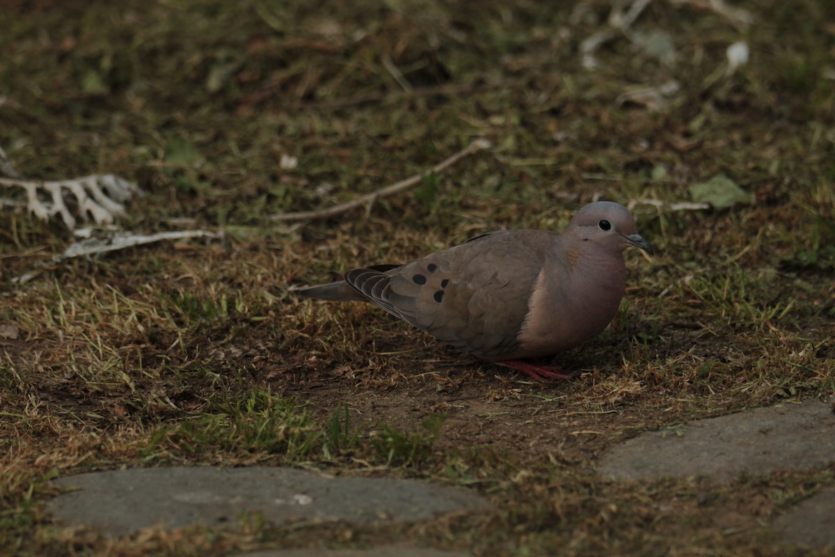 Зенаїда південна - ML646875396