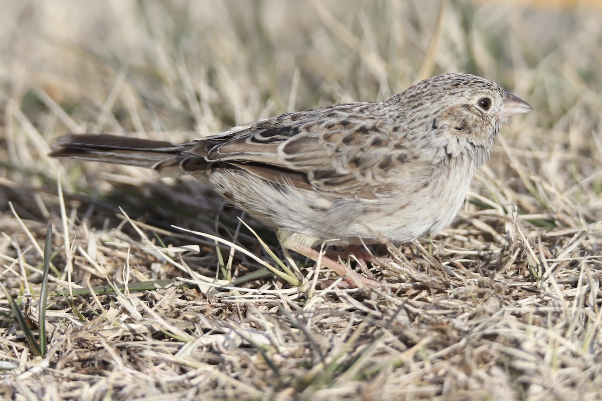Cassin's Sparrow - ML646875397
