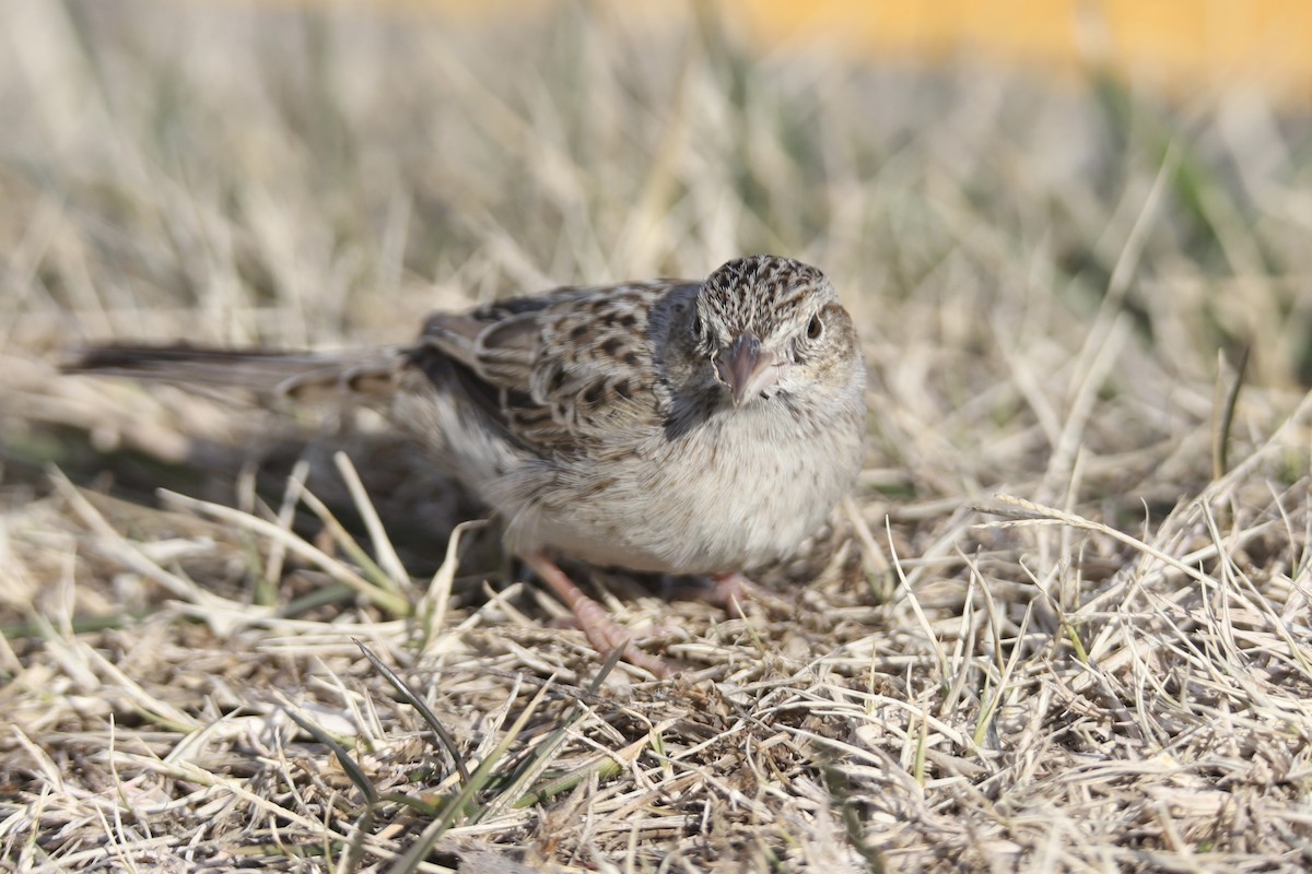 Cassin's Sparrow - ML646875398