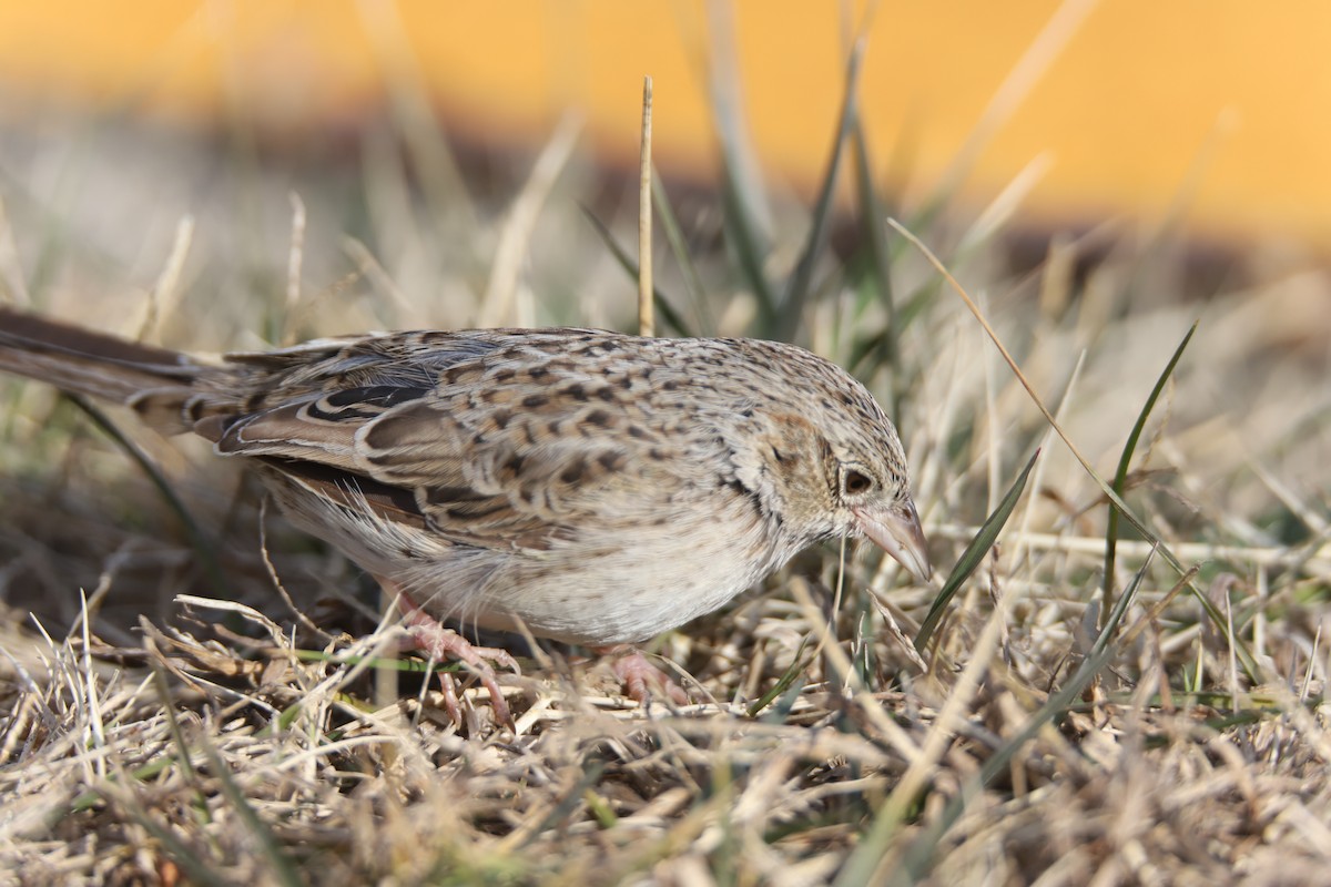 Cassin's Sparrow - ML646875400